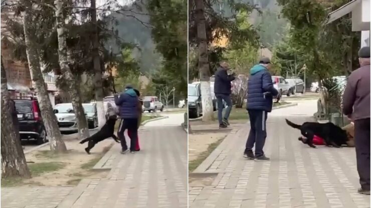Scene revoltătoare în Nehoiu. O bătrânică a fost atacată de câini, martorii nu au intervenit, ci au filmat totul și au râs 25 batrana atacata pe strada