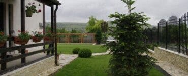 De ce să nu plantezi brazi în curte? Sigur nu știai