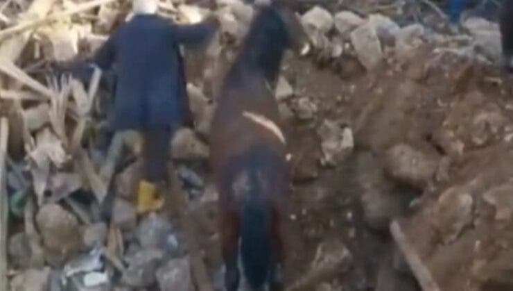 Momentul când un cal e scos viu de sub dărâmăturile cutremurelor din Turcia! A stat acolo 21 de zile. Martorii au privit cu ochii în lacrimi cum e salvat VIDEO