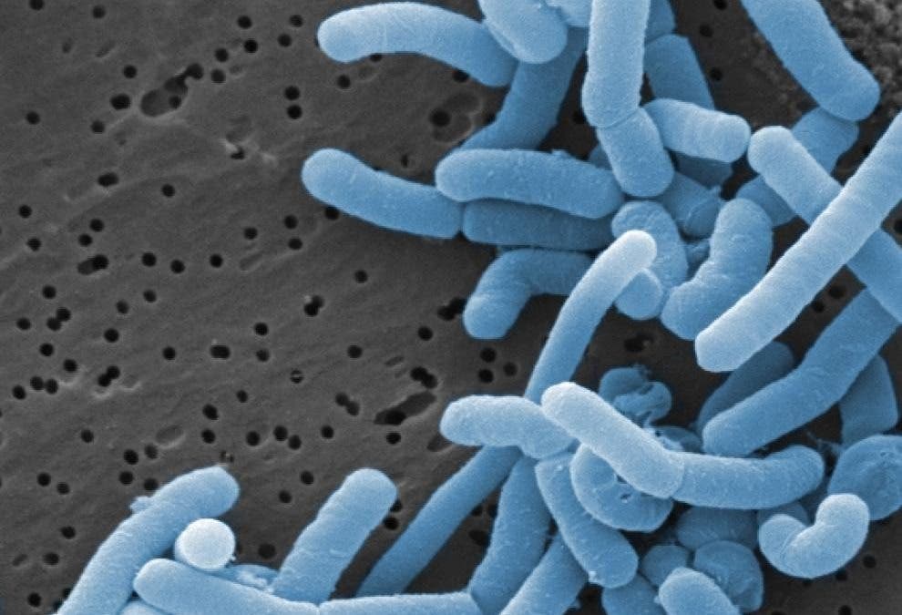 Helicobacter Pylori. Ce este si cum poți scăpa fără antibiotice de ea