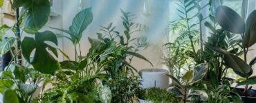 Plantele care atrag energiile negative. Sunt cu adevărat vampiri energetici!