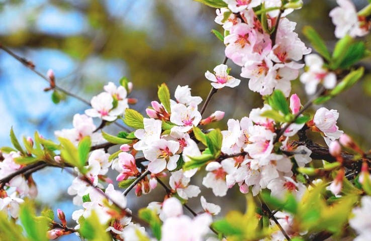 Un truc: de ce se pun pietre în copaci. Puțini mai fac asta acum