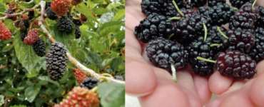 De ce să eviți să plantezi agud în curte? Riscuri și probleme majore pe care le poate aduce dudul