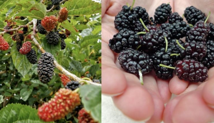 De ce să eviți să plantezi agud în curte? Riscuri și probleme majore pe care le poate aduce dudul