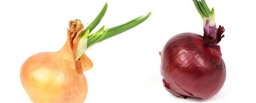 E bine sau nu să mănânci ceapă încolțită?