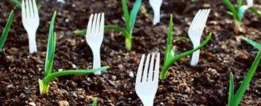 De ce să înfigi furculițe de plastic în pământ, lângă plantele tale. Motivul geanial, pe care puțini îl știu