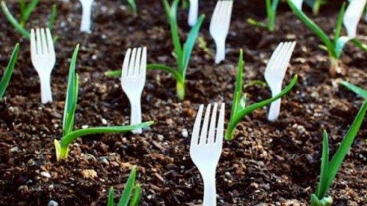 De ce să înfigi furculițe de plastic în pământ, lângă plantele tale. Motivul geanial, pe care puțini îl știu