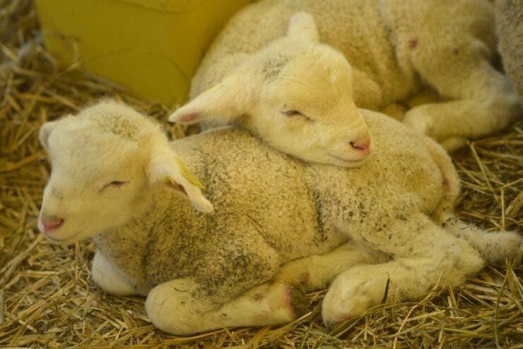 Cum aflăm greutatea unui miel fără cântar. Formula pe care toți trebuie să o folosească în preajma Paștelui