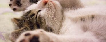 Cum devin pisicile „doctorii noștri” de acasă? Ce boli pot detecta și vindeca felinele