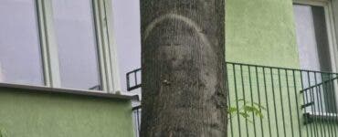 Apariție ciudată pe trunchiul unui copac. Credincioșii cred că e chipul lui Iisus, preoții spun că seamănă cu o cântăreață celebră