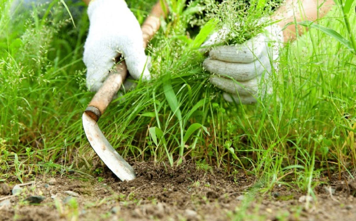 Dacă ai această buruiană în grădină păstreaz-o. Este un îngrășământ natural excelent și aduce beneficii sănătății