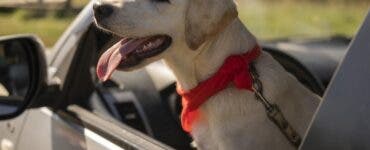 Un șofer beat a făcut schimb de locuri cu câinele său pentru a scăpa de arest. Ireal ce le-a spus polițiștilor