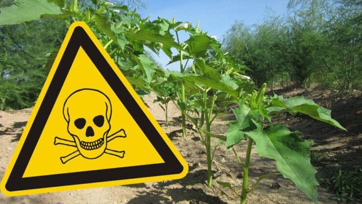 Planta otrăvitoare din grădina ta. Scapă de ea acum