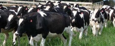 Alertă la o fermă de bovine din județul Iași. Trei persoane ar avea o boală infecţioasă gravă, iar una a fost deja operată