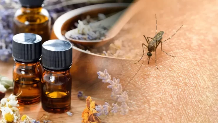 Amestecul banal care te scapă în câteva minute de țânțari și muște. Este foarte eficient și ușor de preparat 25 tantari