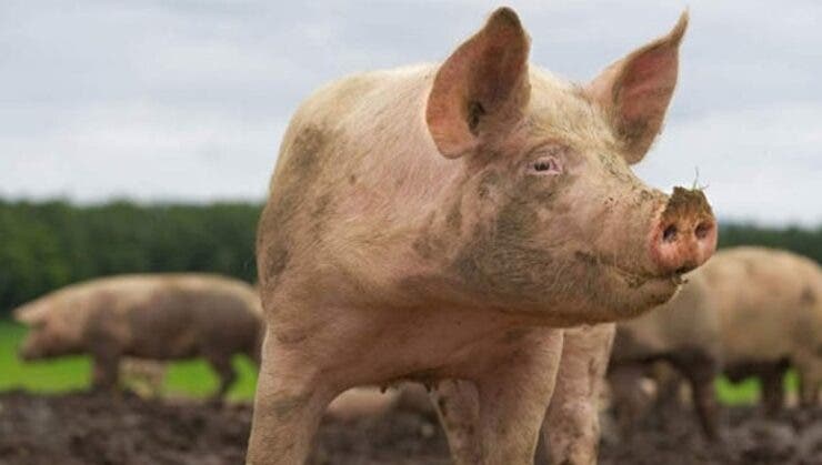 „Legea porcului” intră în vigoare în România până la Crăciun! Pe cine ia în vizor