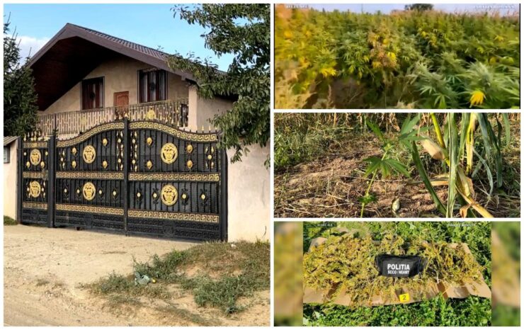 Este descoperirea momentului! Peste o tonă de cannabis, ridicată de DIICOT, după ce a fost descoperită într-un lan de porumb 25