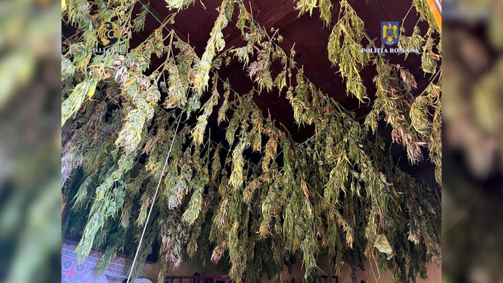 Este descoperirea momentului! Peste o tonă de cannabis, ridicată de DIICOT, după ce a fost descoperită într-un lan de porumb 26