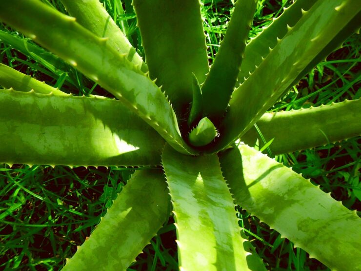 aloe vera în casă