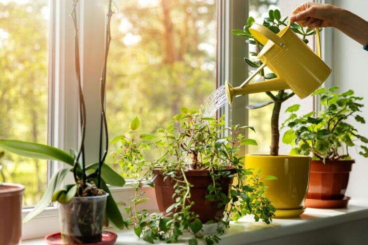 plante