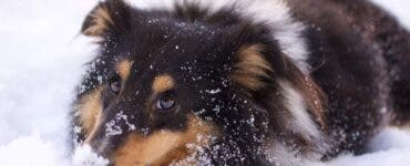 De ce nu este bine să-ți lași câinele să mănânce zăpadă? Riscurile la care este expus