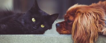 Cum ferim animalele de companie de zgomotul puternic al artificiilor?!