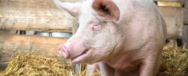 porc sacrificat