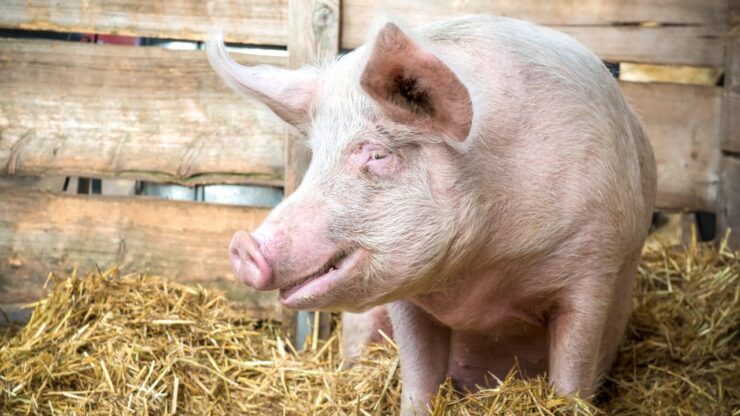porc sacrificat