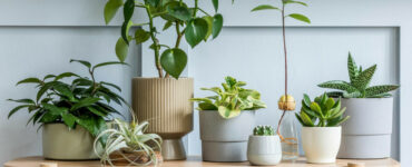 planta in casa
