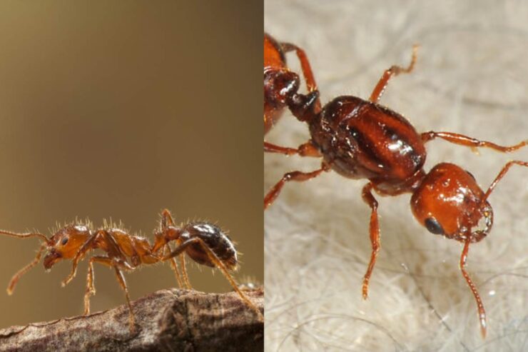 Este alertă în lume: Furnica de Foc invadează continentele rând pe rând 25 Înțepătura furnicii de foc face ravagii în Australia.