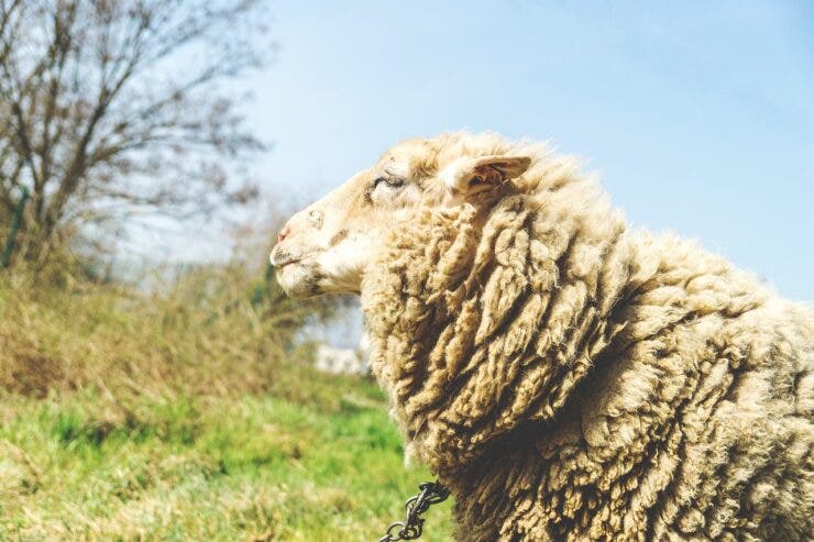 Crimă șocantă la stână!