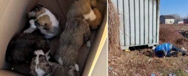 Doi muncitori din București au devenit eroi pentru șapte cățeluși. Doi muncitori din București au devenit eroi pentru șapte cățeluși. Gestul lor te va înduioșa 