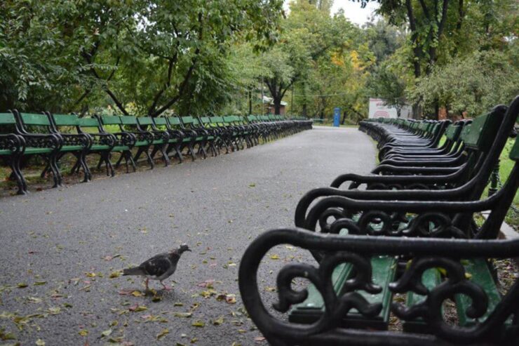 S-a dat alerta în Parcul Cișmigiu din Capitală. Toți copiii care au atins „bobițele albastre” au ajuns la spital 25 Copiii care au atins bobițele albastre din Parcul Cișmigiu au ajuns la spital.