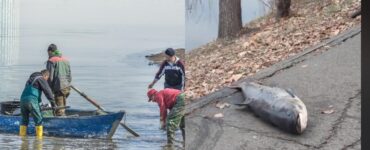 Captura uriașă a unui pescar în Lacul Herăstrău.