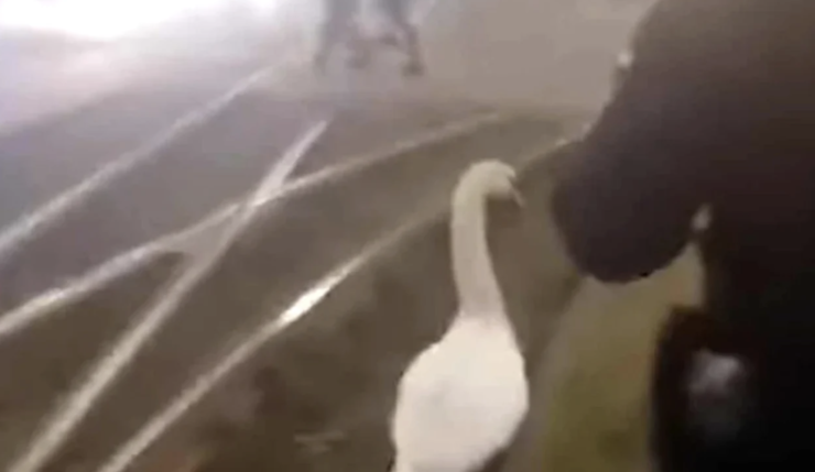 De câți jandarmi a fost nevoie pentru o lebădă rătăcită în traficul din Arad. Imaginile momentului VIDEO