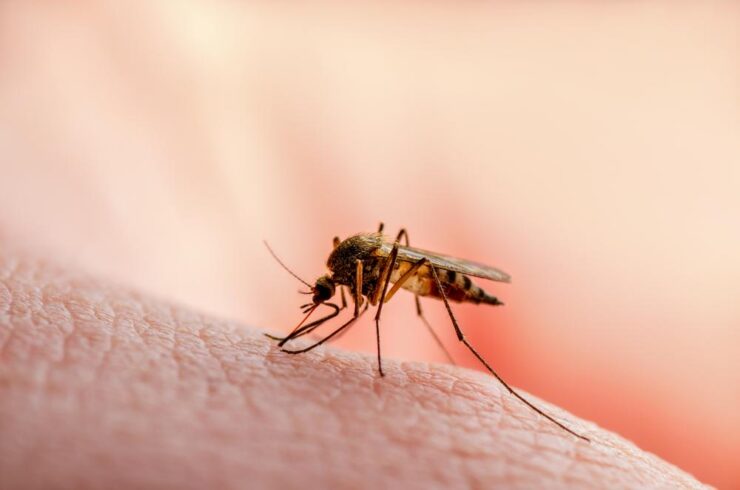 Ce este malaria, de fapt. Ce simptome au oamenii infectați și cât de gravă este boala 25
