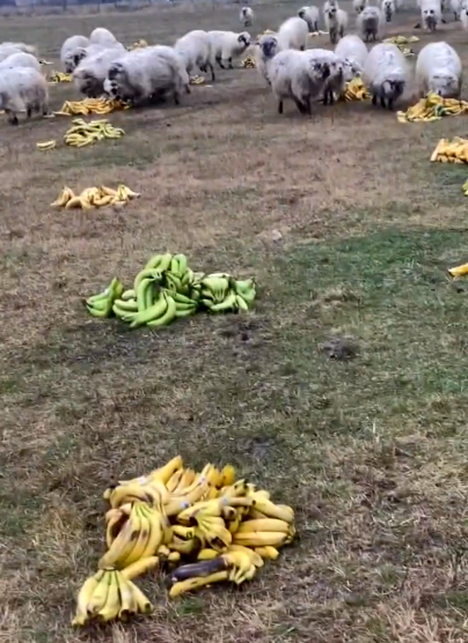 „Dieta” specială pe care un cioban le-a pregătit-o oilor sale. Ce le-a dat să mânânce după ce au terminat bananele 26 cioban