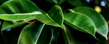 ficus