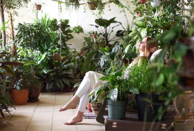 Planta care elimină energiile negative din casă. Va atrage numai bunăstare și abundență 25 floare binecuvantari