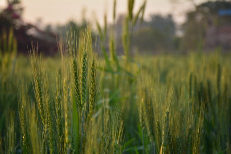 Ghid Complet pentru Cultivarea Rozelor din Seminte 25