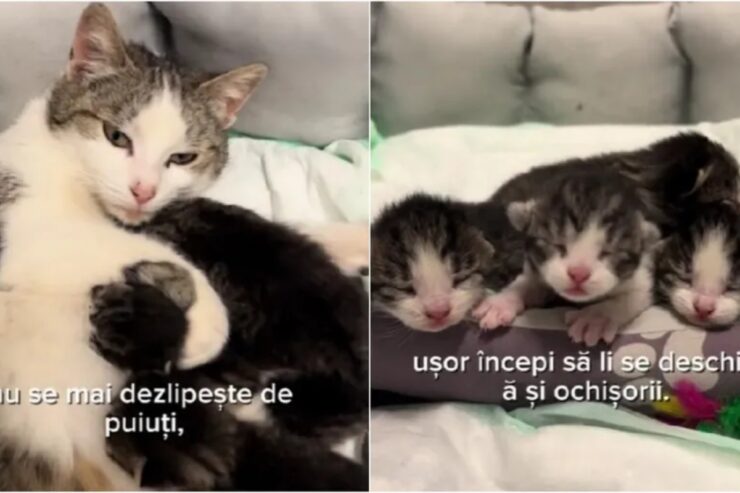 Imagini cu felina care a mers în toiul nopții singură la un cabinet veterinar. Pisica a emoționat tot internetul 25 Imagini cu pisica care a născut patru pui la Iași.