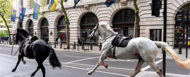 Cinci cai din Household Cavalry au fost lăsați în libertate în centrul Londrei. Sursă foto: dailymail.co.uk