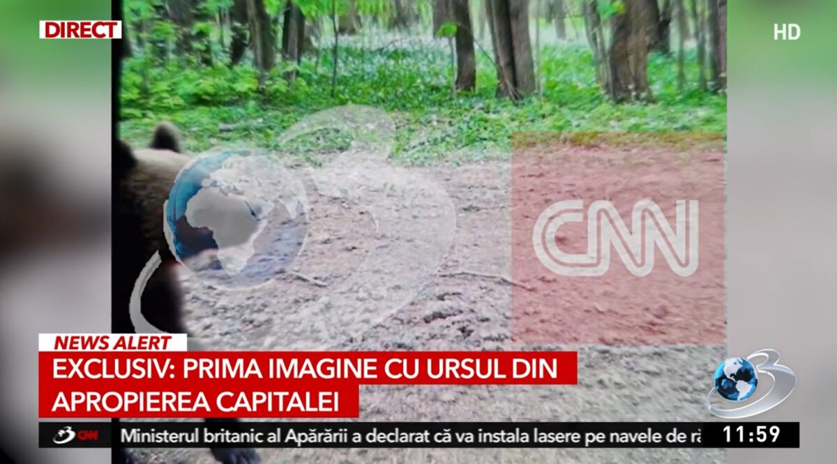 Au apărut primele imagini cu ursul din Ciolpani. Incidentul care a mobilizat autoritățile și comunitatea locală 26 autorități