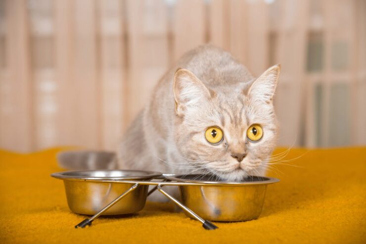 Ce alimente să nu le dai de mâncare pisicilor. Toți posesorii de feline trebuie să știe asta 25 mancare pisici