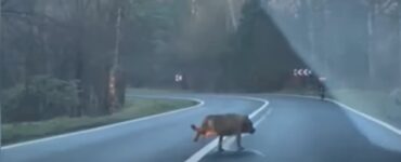 Poiana Brasov