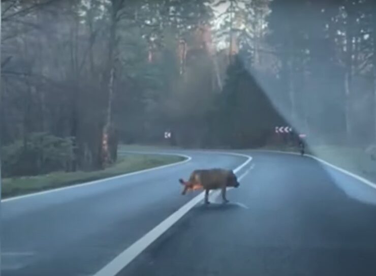 Scene de groază în Brașov. Un biciclist a fost alergat de un lup imens. Imaginile au devenit virale 25 Poiana Brasov