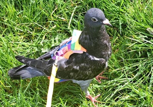 Acest bărbat își plimbă porumbelul în lesă! Pasărea Bobbi doarme în barba lui