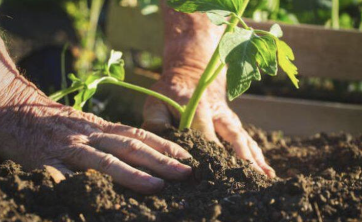 Legume care se plantează în luna iunie: Calendarul semănării. Doar cei mai buni grădinari procedează așa 25 legume