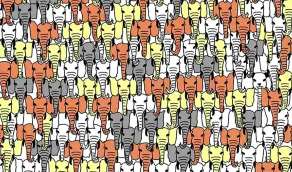 Găsește ursul panda în 5 secunde. Sursă foto: Click.ro