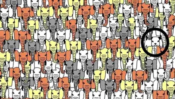 Unde se află ursul Panda. Sursă foto: Click.ro